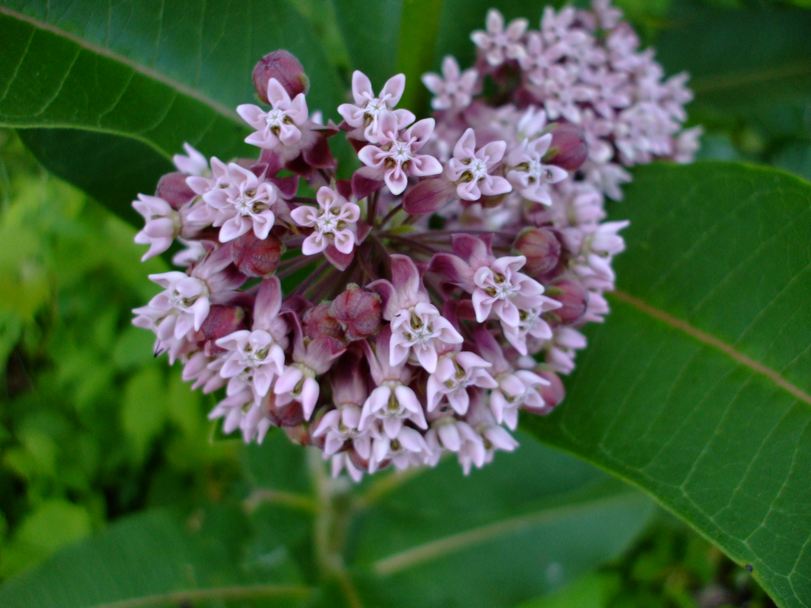 Asclepias syriaca